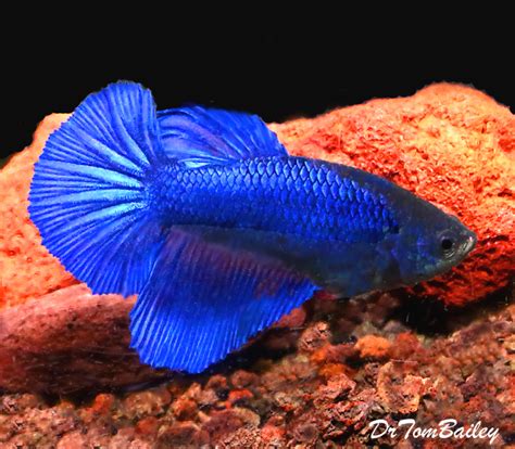 female betta for sale.